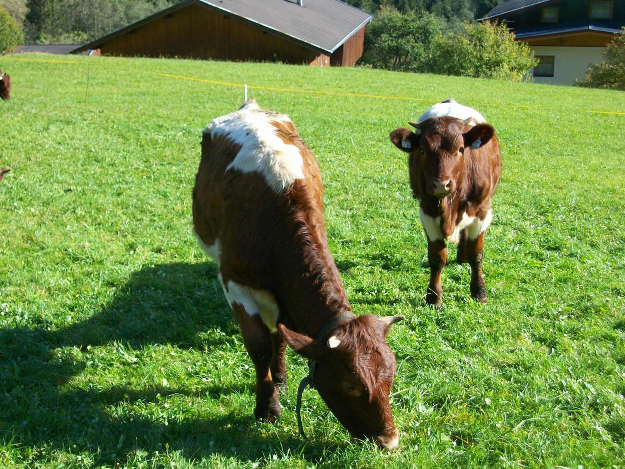 Oberschlassbergbauer Wald im Pinzgau Esterno foto